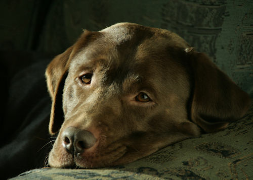 Bailey resting on his couch