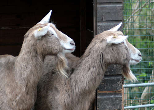 SquirrBilly and Nanny goats at Jesmond Dene, Newcastle