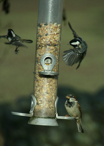 Birds landing on feeder