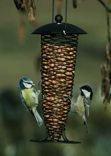 Blue tits feeding