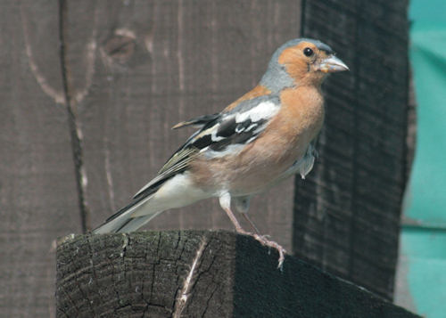 Chaffinch in Northern Scotland