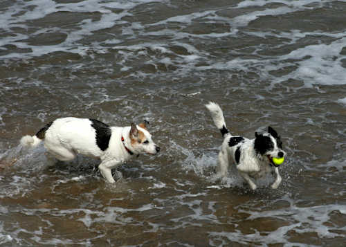 Dogs chasing their ball at Whitley Bay