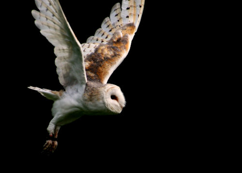 Snowy Owl in flight