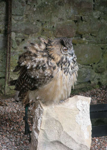 Eagle Owl