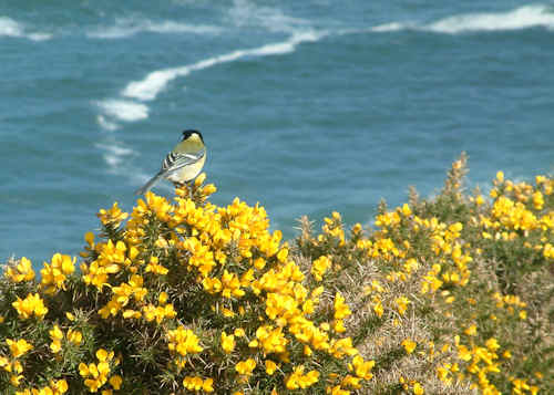 Finch in gorse