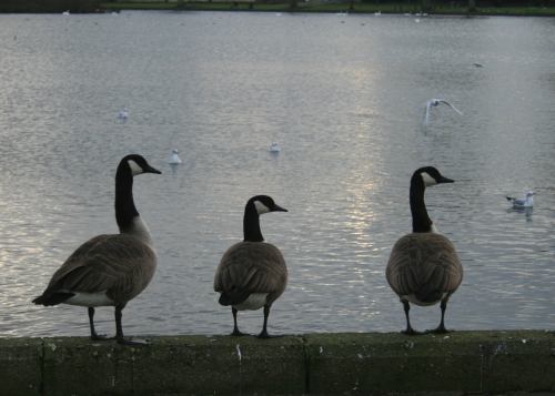 Three geese