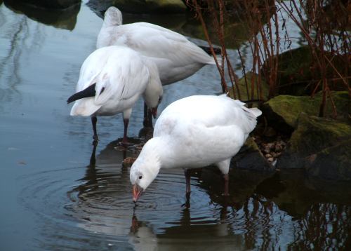 Geese feeding in the lake at Martin Mere