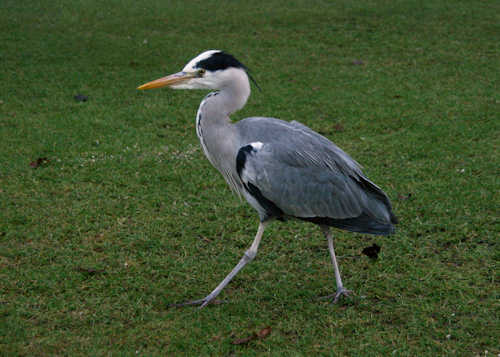 Heron strutting, Langholm