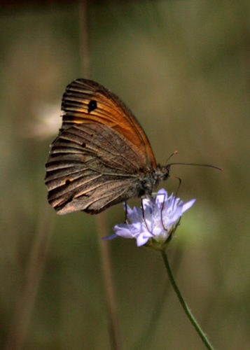 Butterfly, Kefalonia