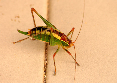 Cicada, Kefalonia