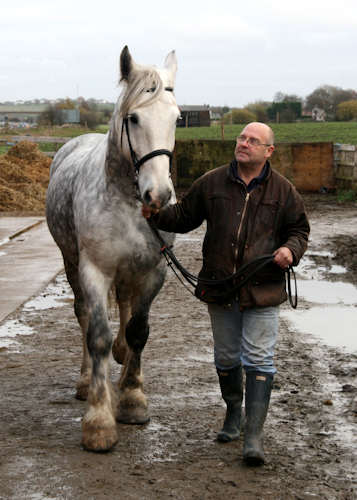 White horse at Millers Nook Riding School, Bolton.