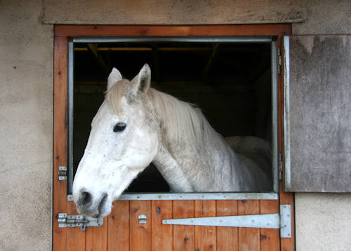 White horse in stable, Miller's Nook, Bolton