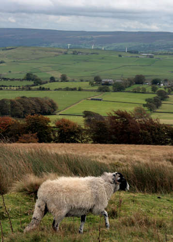 Sheep on the moors above Skipton, North Yorkshire