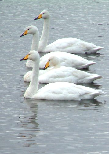 Four swans, Martin Mere