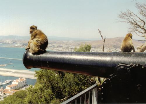 Apes on the Rock of Gibraltar