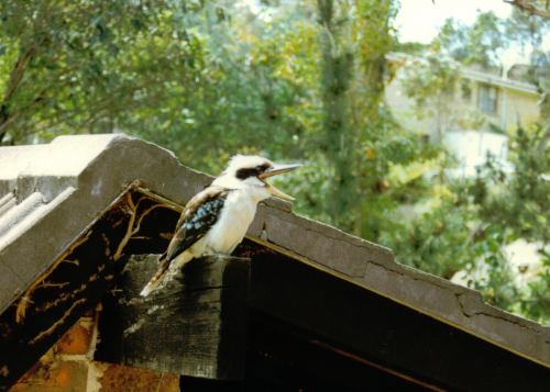 Kookaburra in Sydney