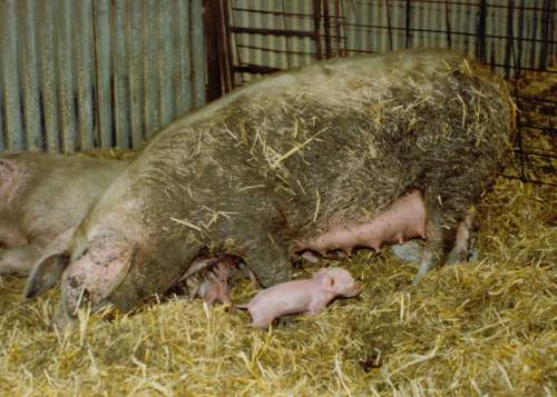 Sow and piglets at young people's farm, Bolton