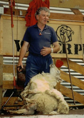 New Zealand Sheep Shearer