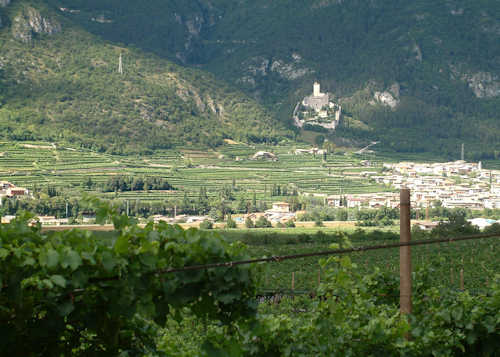 Vineyard